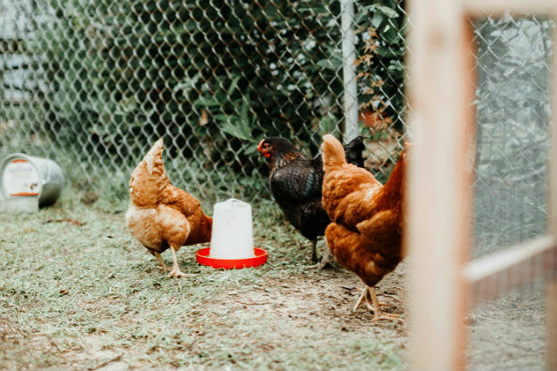 Food & Water | How to Build A Chicken Coop in 4 Easy Steps [2nd Edition]