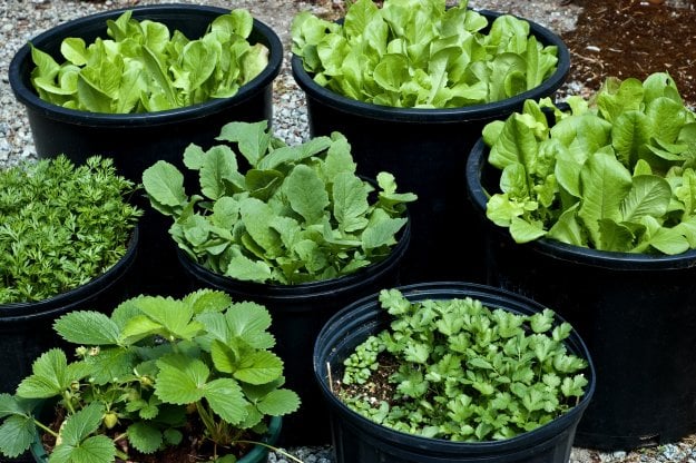 Homesteading For Beginners