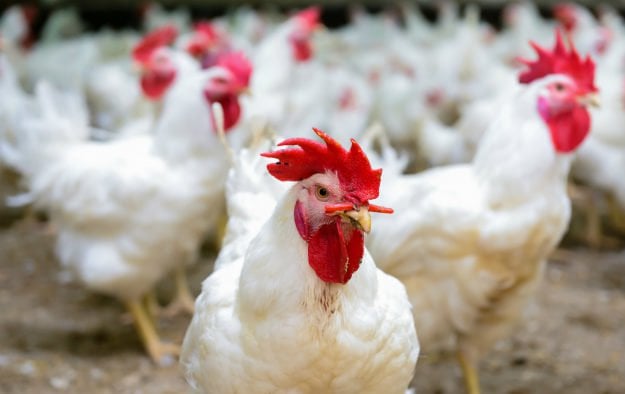 chickens Homemade Farm Feed | 3 Recipes For The Natural Farmer