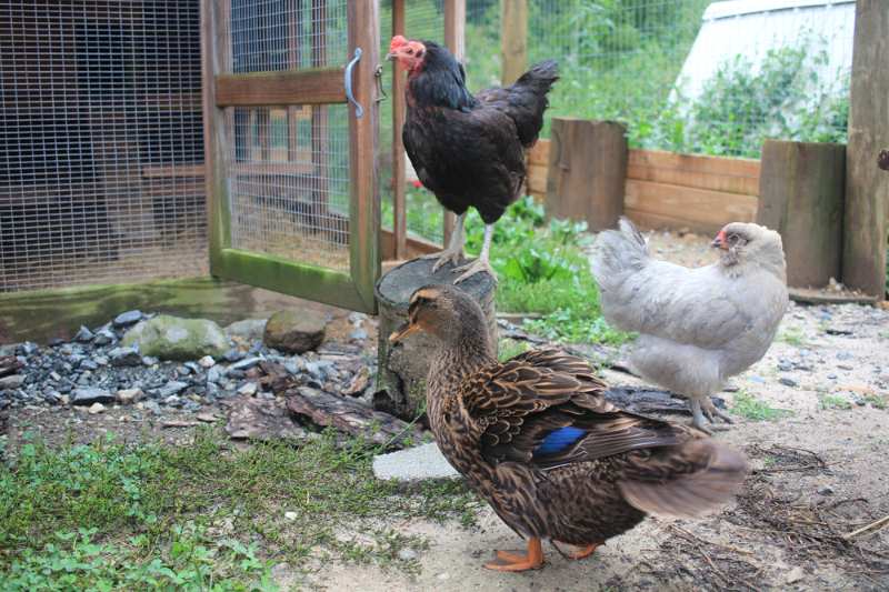 chickens rooster ducks small local coop | Duck Eggs VS Chicken Eggs: Which Eggs Are Better?