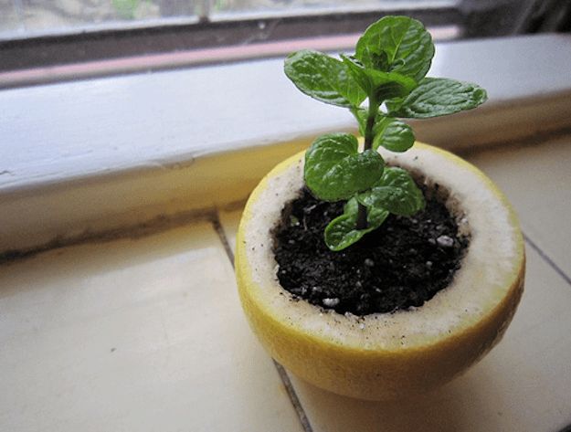 Citrus | How To Germinate Seeds A Homesteader's Guide To Sprouting Seeds