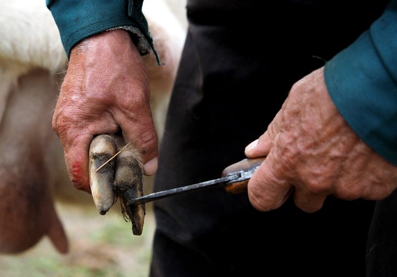 clearing hooves sheep goats farmers hands | how to trim goat hooves hooves