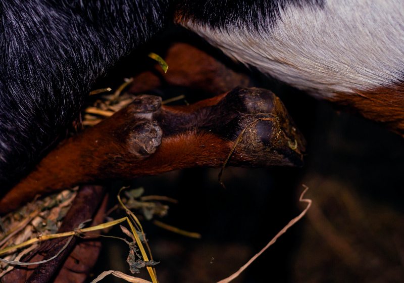 close anglo goat leg cordoba argentina | printable how to trim goat hooves