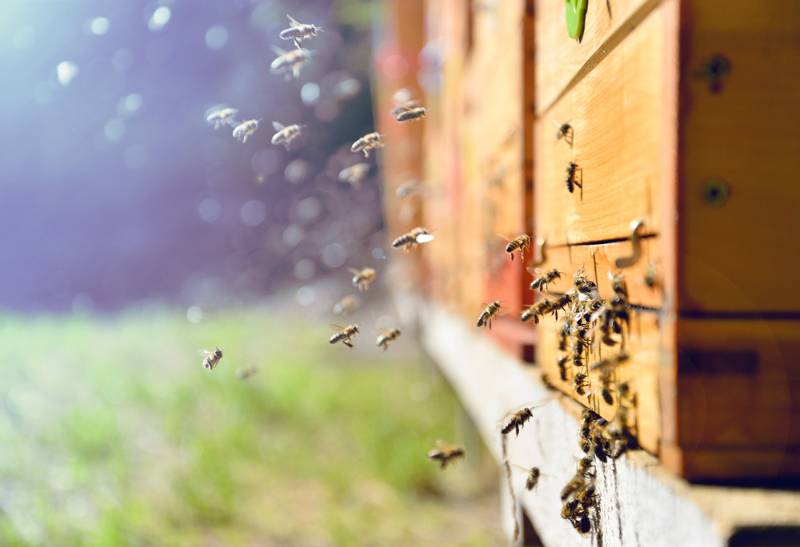 close flying bees woodeng beehive | Beekeeping Starter Kit: Essential Supplies You Need To Get Started