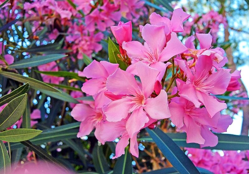 close view pink oleander nerium flower | drought tolerant shrubs