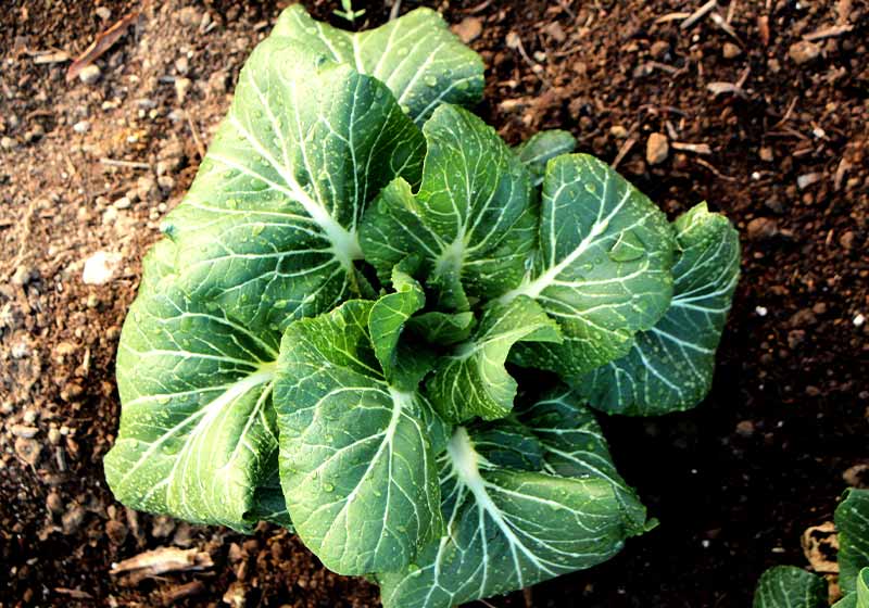 collard greens | fall crop
