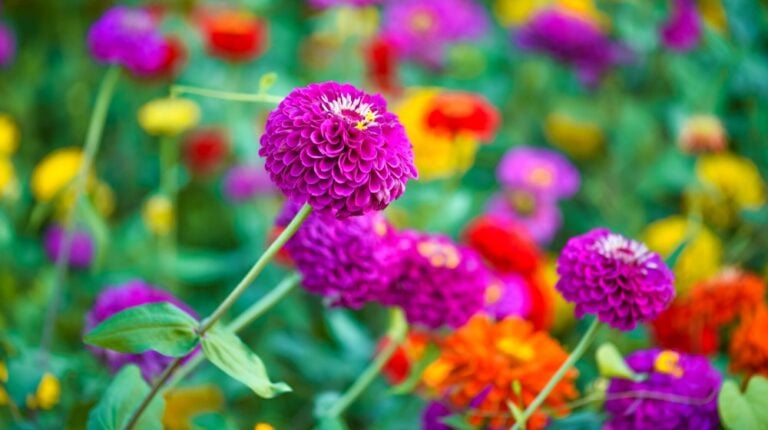 colorful zinnia flowers blooming field | Stunning Drought-Tolerant Plants For Low-Maintenance Landscapes | featured