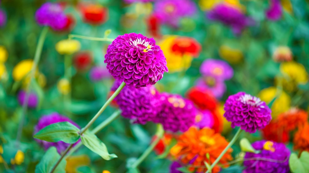 colorful zinnia flowers blooming field | Stunning Drought-Tolerant Plants For Low-Maintenance Landscapes | featured
