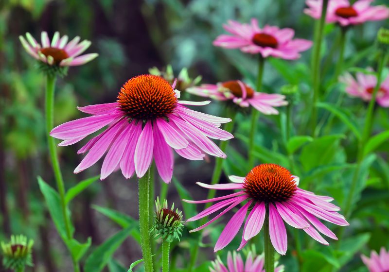 coneflower echinacea angustifolia | drought tolerant flowering plants