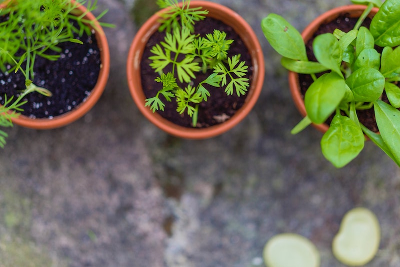 container plants | What's The Best Time To Water Plants During Summer Time | best time to water plants