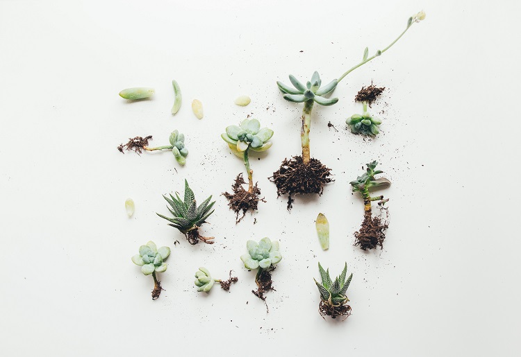 natural weed killer