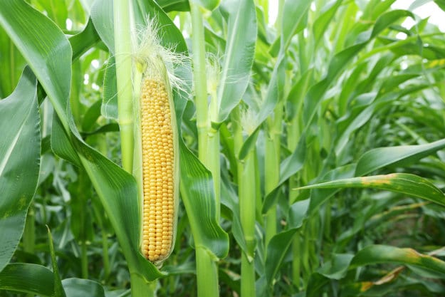 Companion Plants For Your Survival Garden sweet corn
