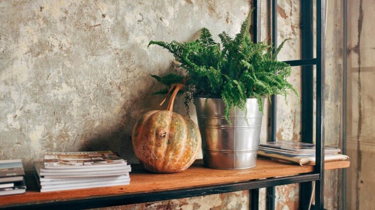 Featured | Corner plant decor | Best Indoor Plants For Your Home