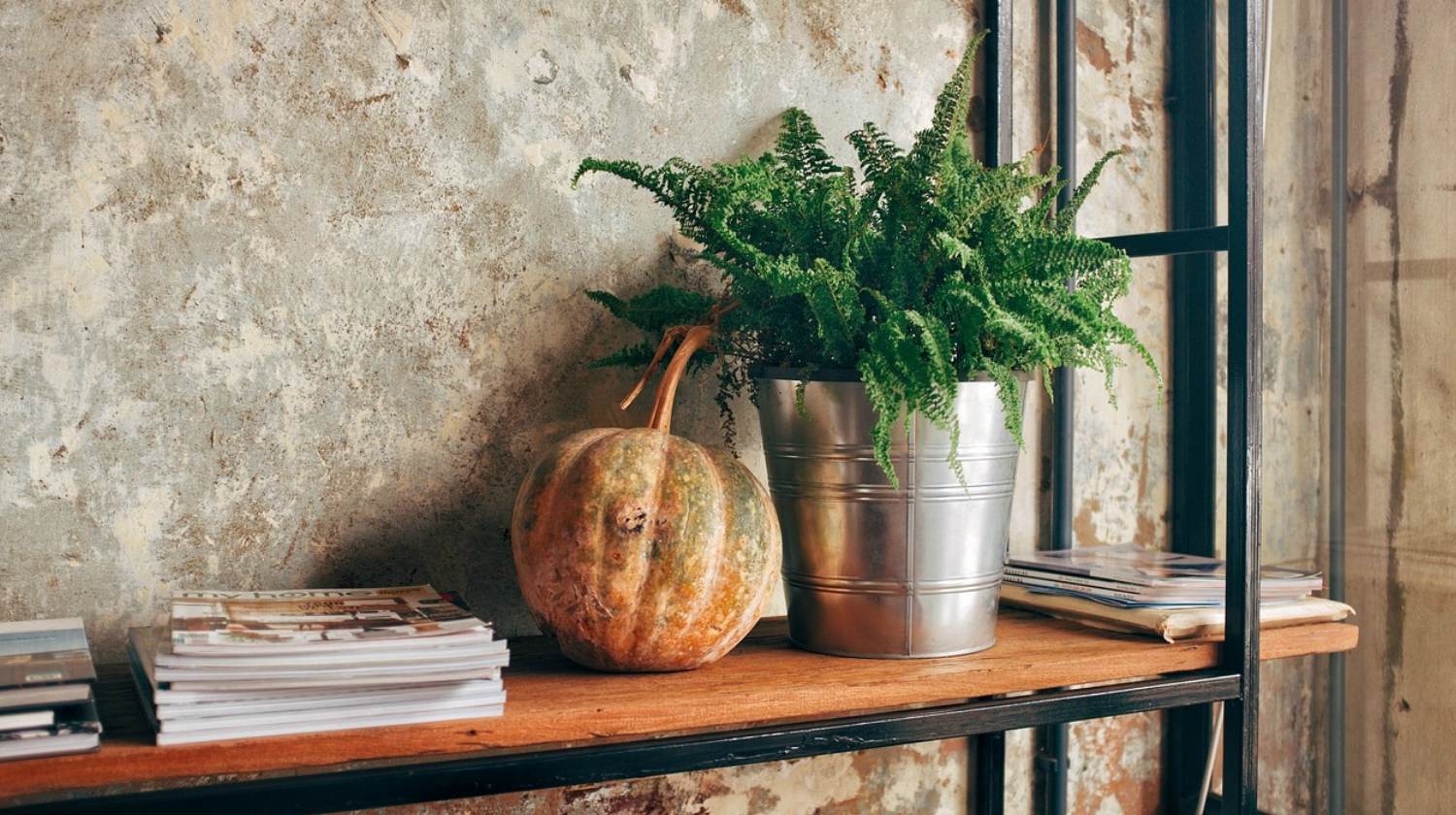 Featured | Corner plant decor | Best Indoor Plants For Your Home