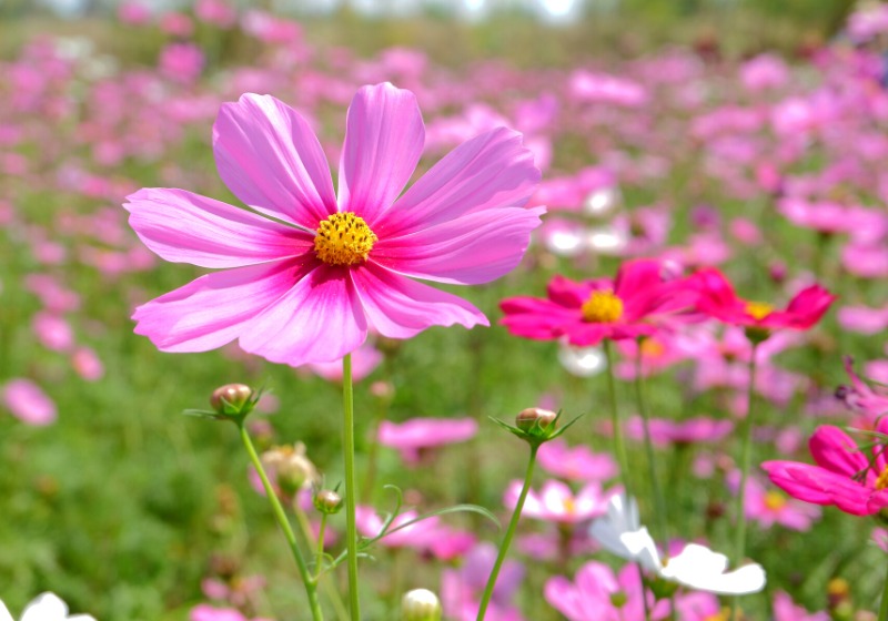 cosmos genus same common name consisting | drought tolerant plants for florida