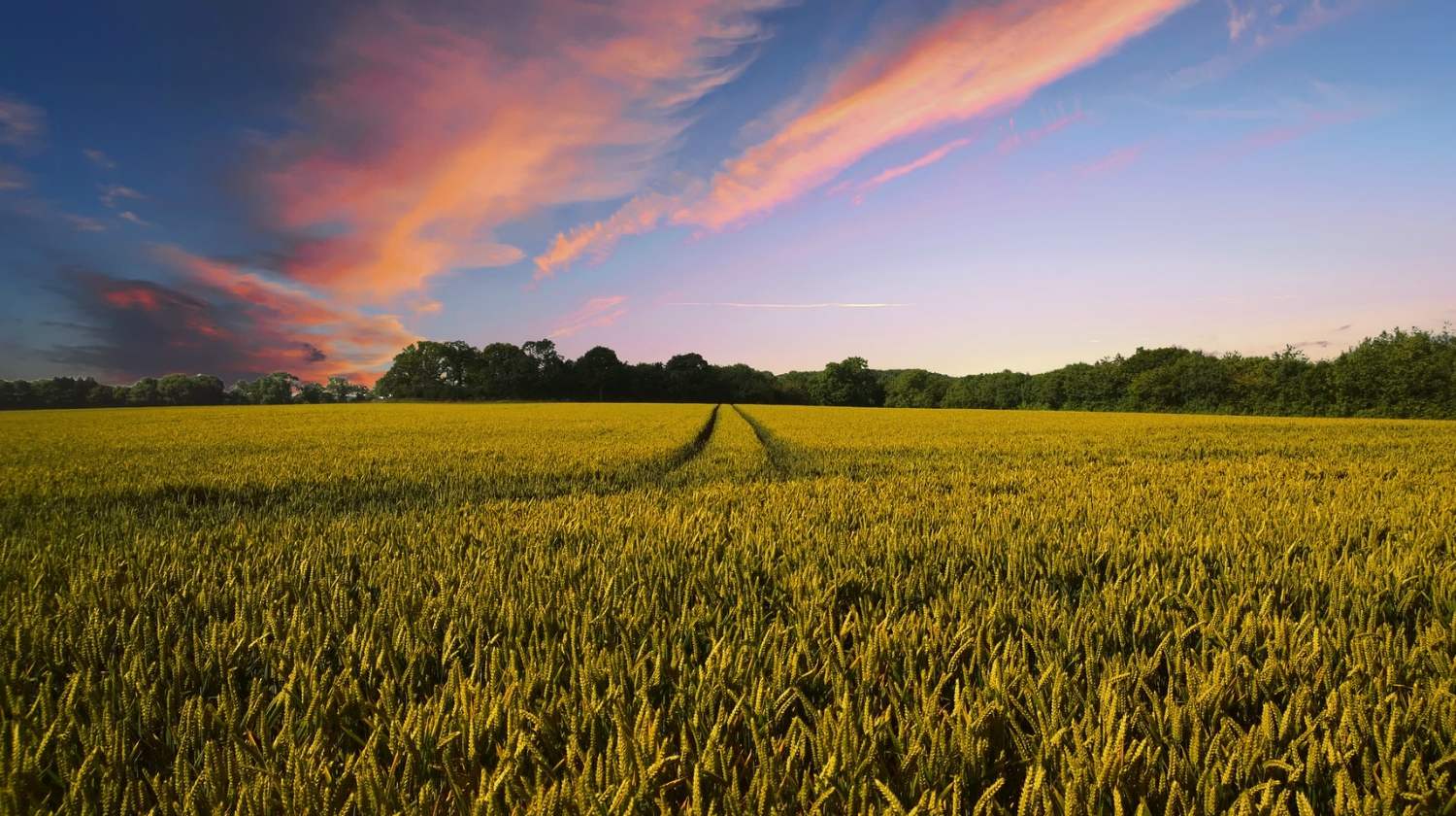 Countryside Harvest agriculture | Rotation Crop Farming - The Right Way to Produce Produce