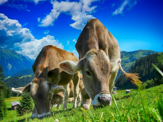 Cows cattle farm rural agriculture | How to Carve Out a Wooded Homestead