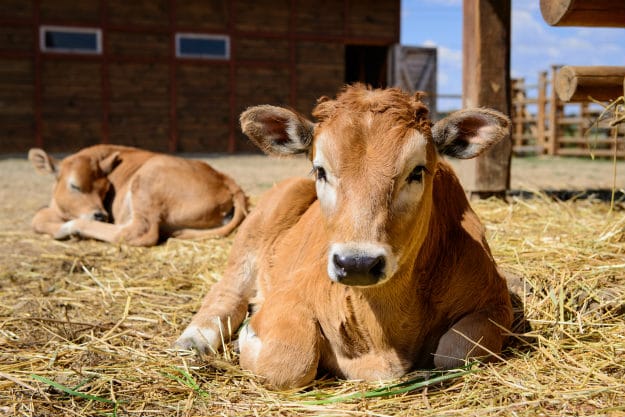 Top 15 Modern Homesteading Skills You Need To Know cows
