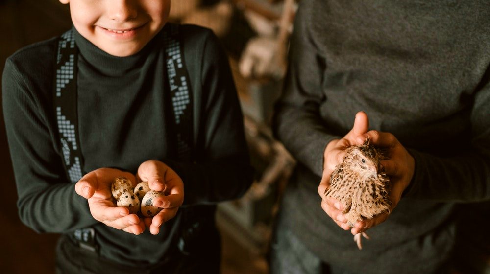 Boys With Quail and Quail Eggs | Best Quail Breeds To Raise At Your Homestead | Featured