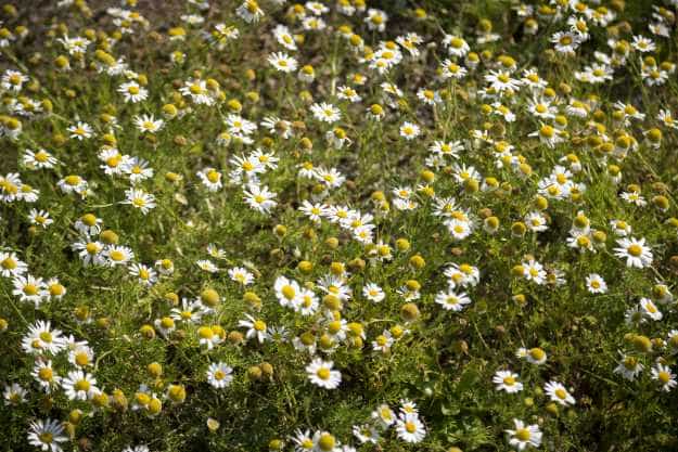 Uses For Common Medicinal Weeds Found Around Your Home - Part 5