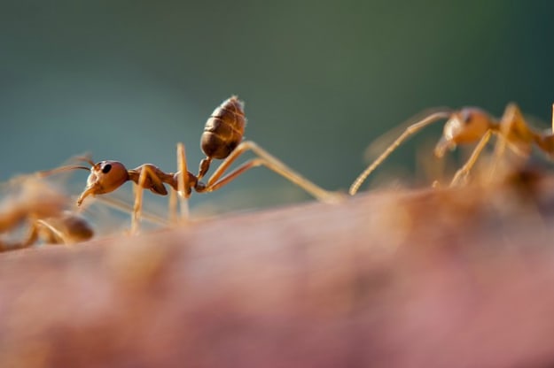 Ant Deterrent | Dawn Dish Soap | 12 Awesome Uses Which May Surprise You