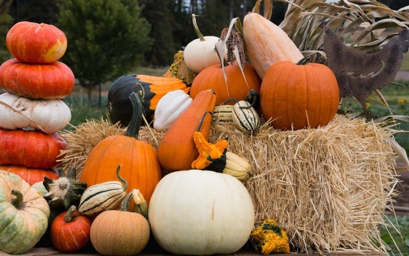 decorative pumpkin display | fall decor