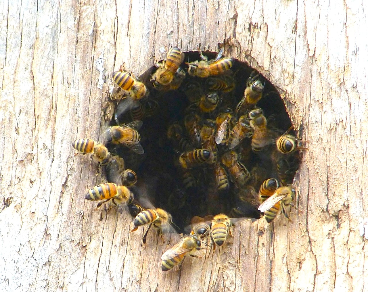 NEWS: The Bee Population is Declining, what can we do? | How to Save the Bees https://homesteading.com/bee-population-decline-save-the-bees