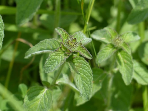 Mint | Natural Ways To Deter Centipedes In Your House
