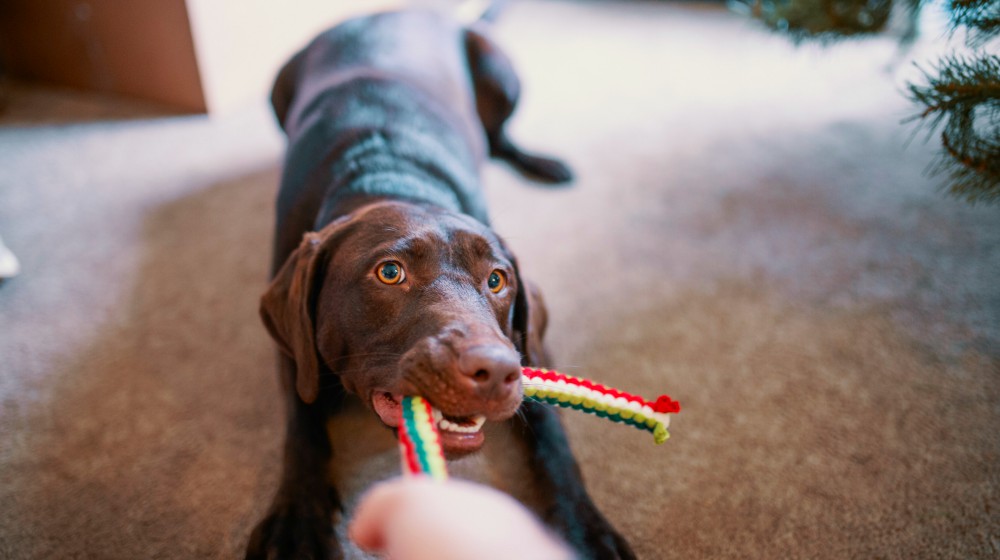 dog pulling his toy | How To Keep Dogs Warm and Entertained During Winter | dogs in winter