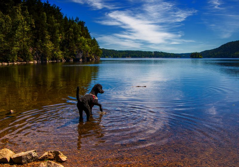 dog takes bath lake while fetching | train a hunting dog