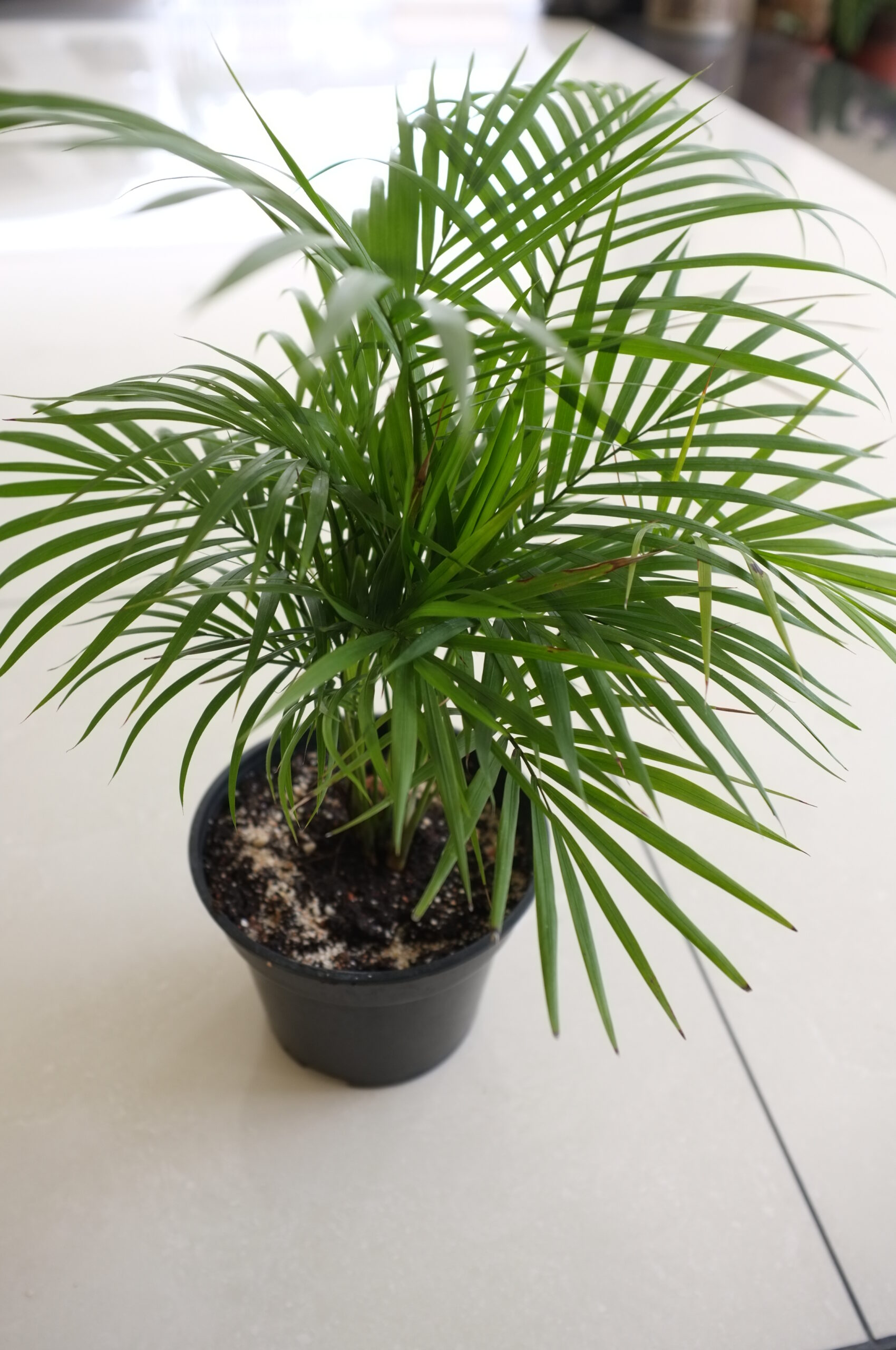 Bamboo Palm | Best Indoor Plants For Your Home 