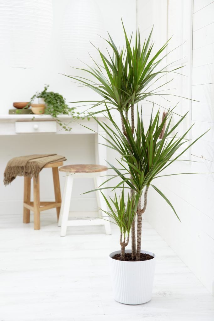 Dracaena Plant | Best Indoor Plants For Your Home