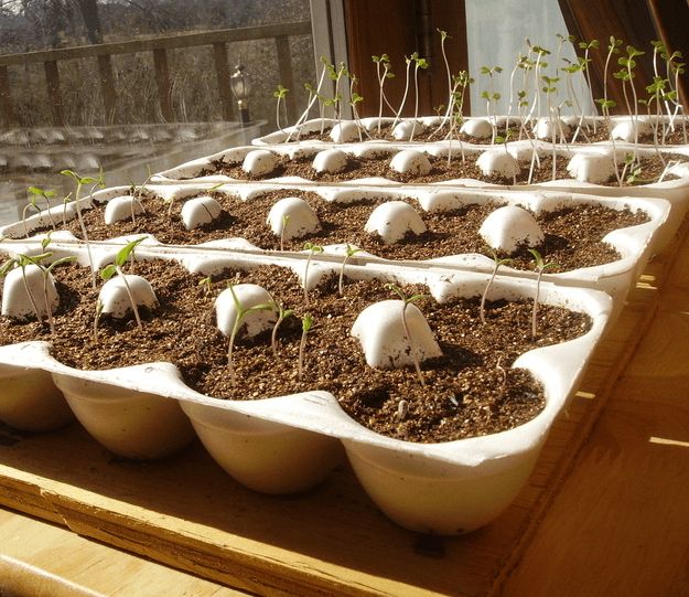 Egg Cartons | How To Germinate Seeds A Homesteader's Guide To Sprouting Seeds