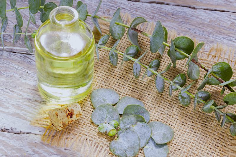 Essence and Eucalyptus Leaves on Wood | Homemade Organic Insecticides For Homestead Farming
