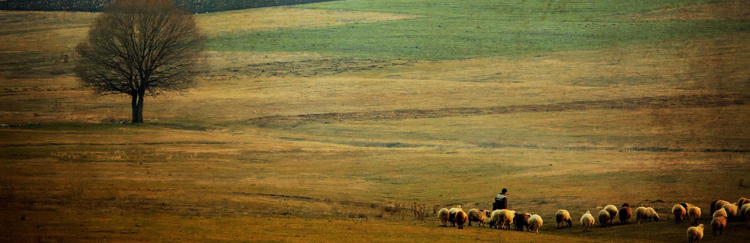 homestead