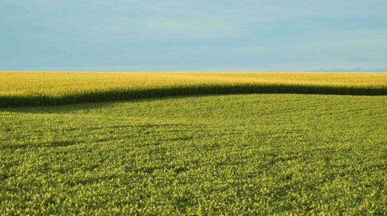 Farm field | Midwest Farm Seeks to Raise $1M in Two Weeks