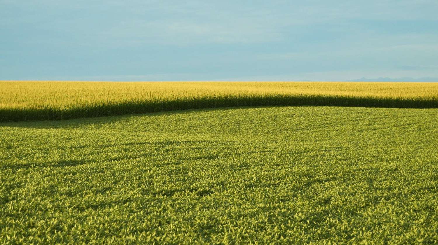 Farm field | Midwest Farm Seeks to Raise $1M in Two Weeks