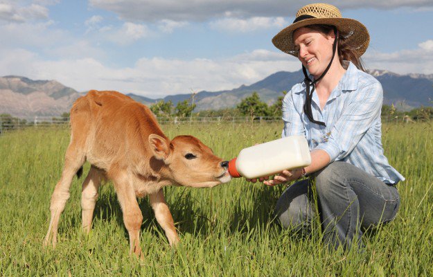 feeding-cows