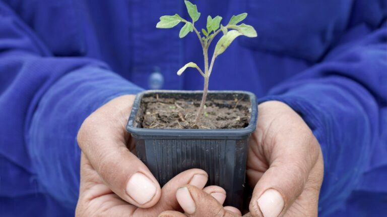 person holding seedling on her palm | Ways To Get The Homestead Ready For Spring | ready for spring | homesteading projects | Featured