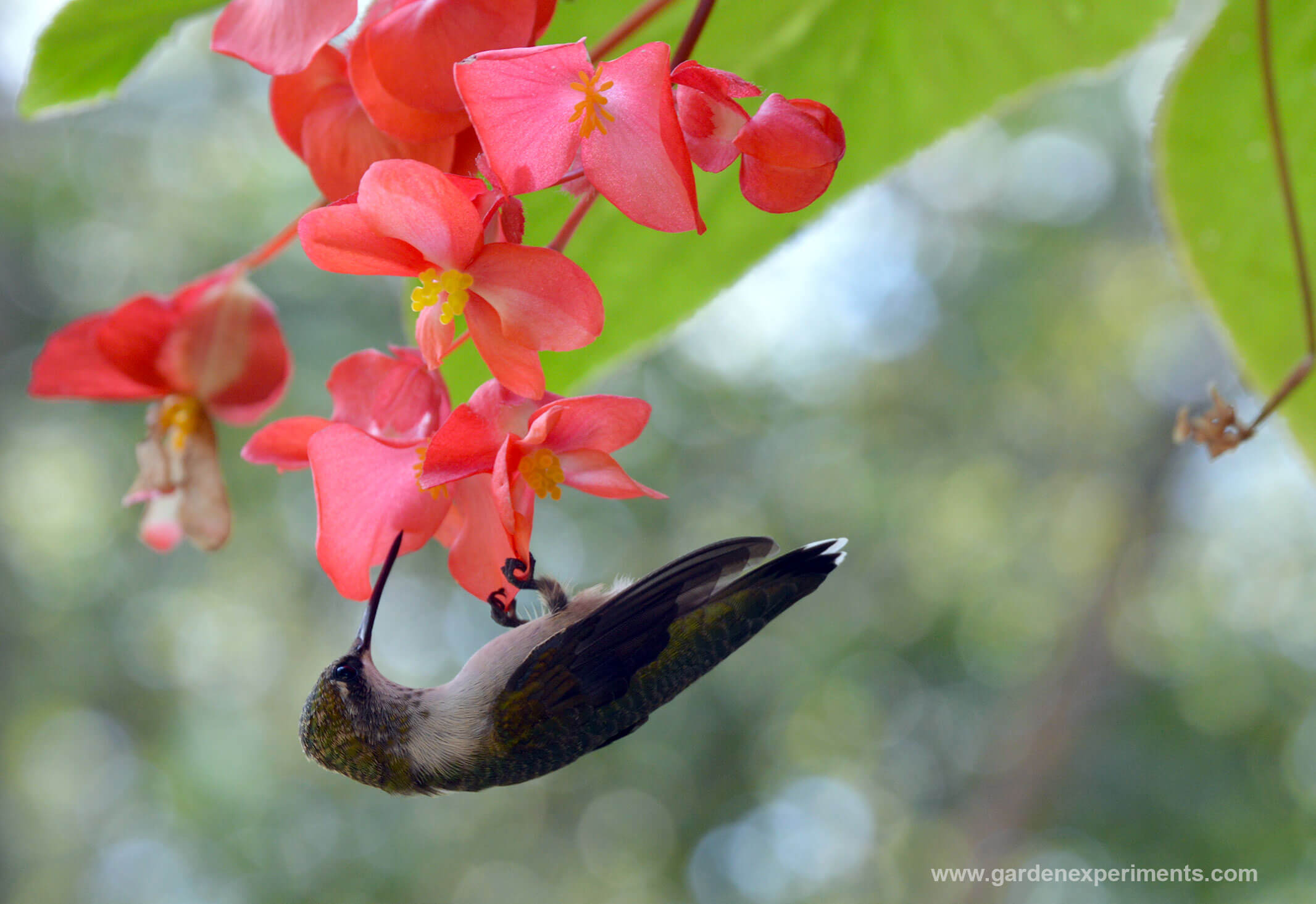 Begonia Attracts Hummingbirds | Amazing Flowers That Attract Hummingbirds To Keep In Your Homestead Begonia Attracts Hummingbirds | Amazing Flowers That Attract Hummingbirds To Keep In Your Homestead
