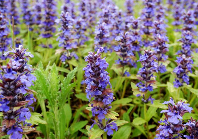 field flowers sage | native california plants drought tolerant