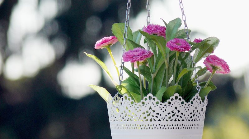 close up photo of flower hanging | Homesteading Activities You Should Do This Spring | spring activities | spring outdoor activities