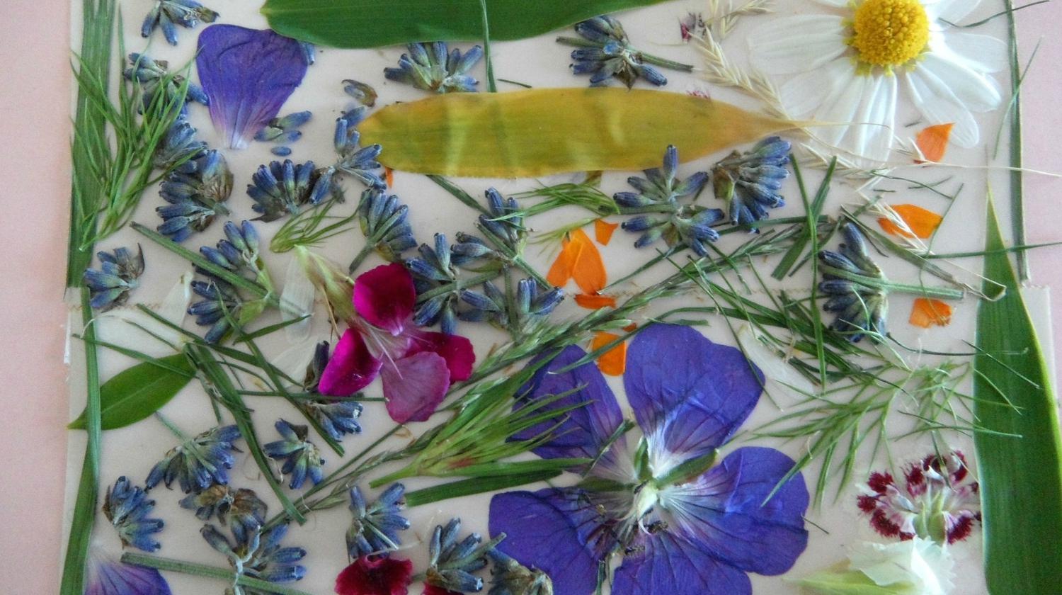 Featured | Art ditzy flower picture | How To Press Flowers Perfectly