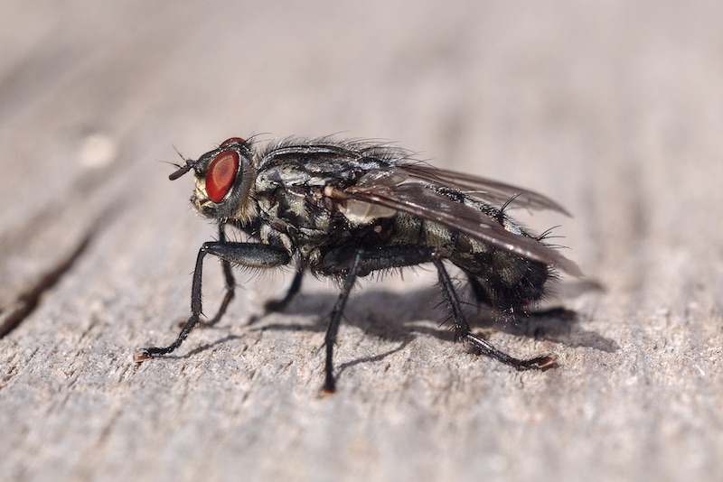 fly on floor | How To Make A Homemade Fly Trap | homemade fly trap
