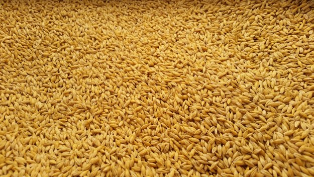 whole barley wheat for fodder