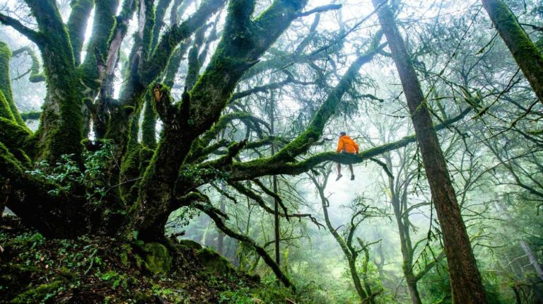 Feature | Forest trees man adventure | Survival Gear You'll Be Surprised to Know You Actually Don't Need