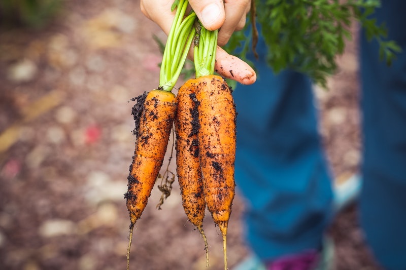 fresh carrots | Fastest Growing Vegetables That You Should Plant In Your Garden | planting vegetables