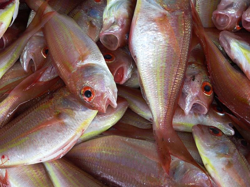 fresh fish | Organic Homemade Plant Food For Your Homestead | homemade plant food