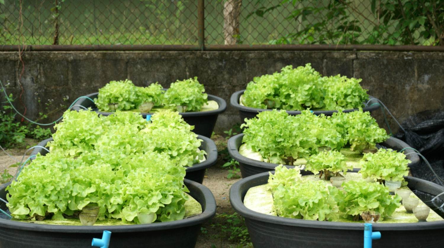Feature | Fresh organic green oak culture in aquaponic or hydroponic farming | Make A Mini Aquaponic System | Homesteading Guide To Hydroponics