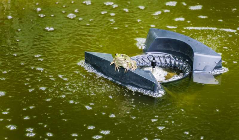 frog-on-floating-skimmer-filtering-water | how to raise ducks